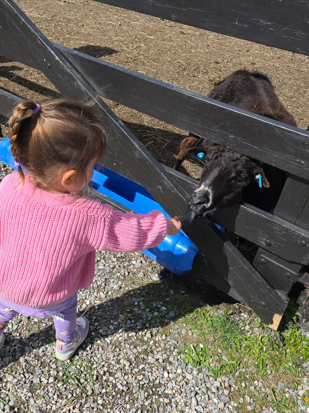 Barn som mater en sau på gården